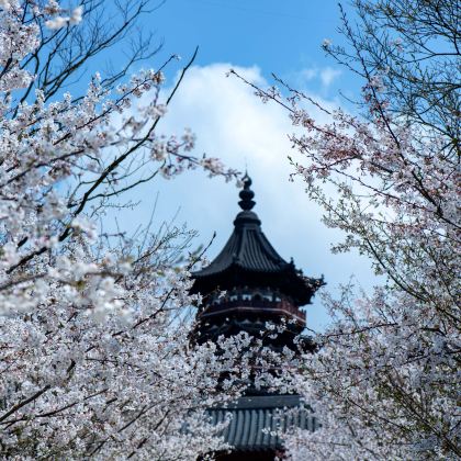 中国江苏南京+扬州+牛首山文化旅游区+瘦西湖+古鸡鸣寺-樱花大道3日2晚跟团游