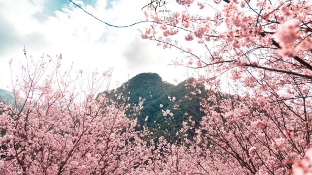 三峡大熊樱花林