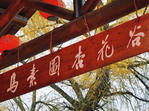 乌素图杏花谷