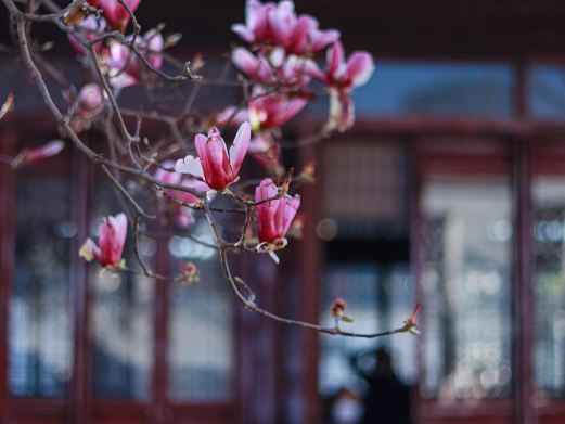 网师园