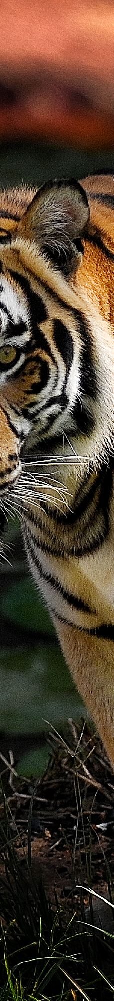 SAFARI LAGOI BINTAN-民丹岛