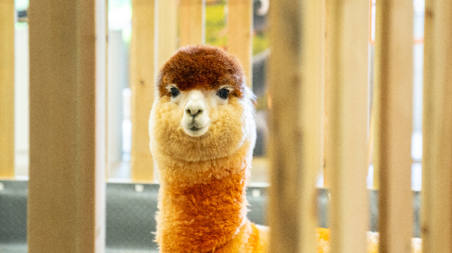 萌吉乐萌宠乐园(云南抚仙湖店)