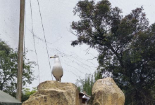 成都鸟语林景点图片
