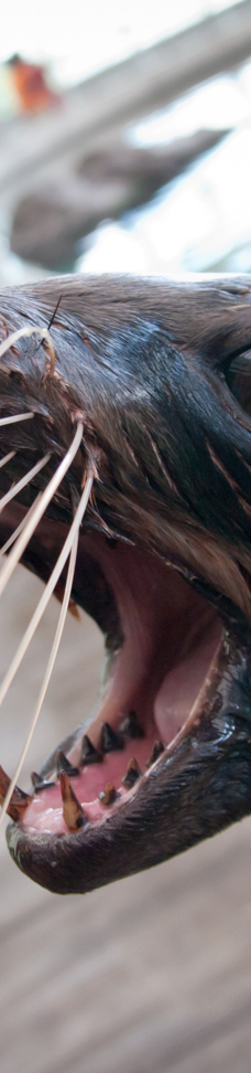 新英格兰水族馆-波士顿