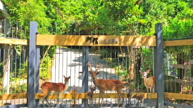 阿信巧克力农场