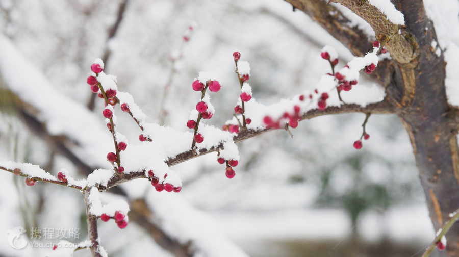 香雪海
