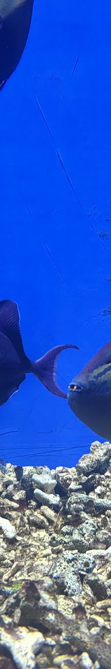 临汾海昌海洋探索馆-临汾