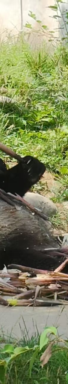 秦岭四宝科学公园-周至