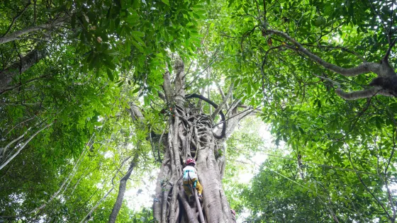 西雙版納納卡雨林