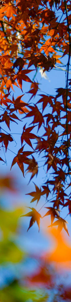 苏州中国花卉植物园-苏州