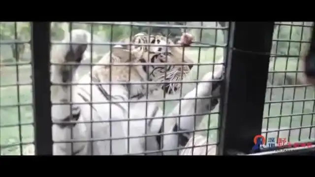 top-video
