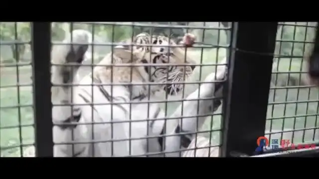 top-video