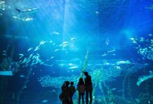 济州岛Aqua Planet水族馆景点图片