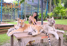 清迈老虎园景点图片