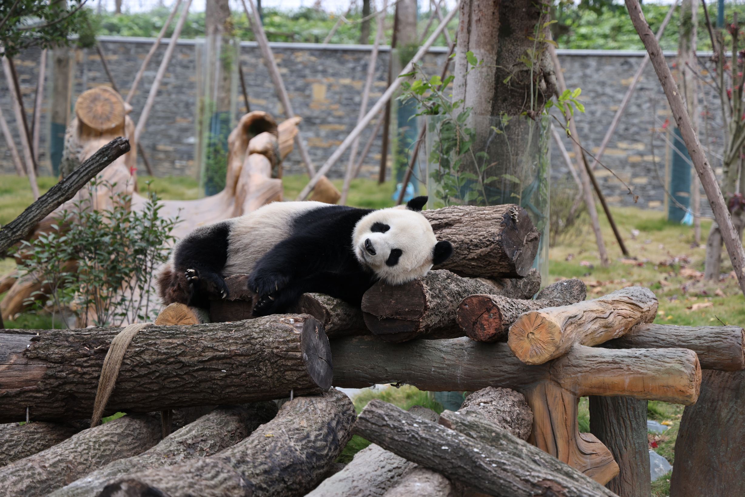 绵阳中华大熊猫苑景点图片