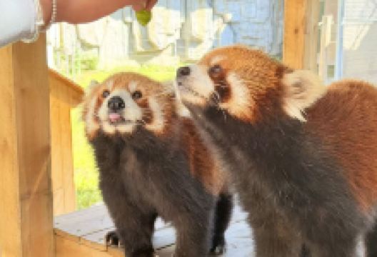 爱保野生动物世界景点图片