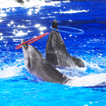 胖东来生活广场+河南郑州+洛阳+开封4日3晚跟团游