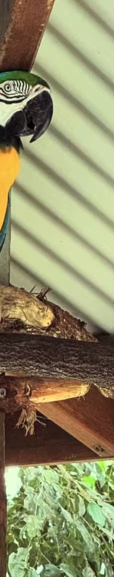 库兰达考拉花园-库兰达