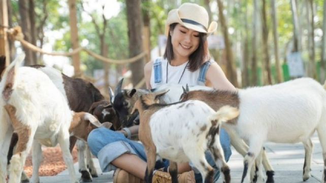 咩咩上树萌宠乐园