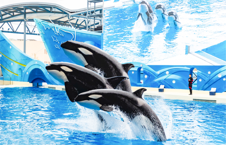 2-day 1-night · Private tours · Shanghai+Shanghai Haichang Ocean Park · Shanghai Haichang Ocean Park: 2-Day 1-Night Private Tour - Immerse in Marine Culture & Encounter Ocean Animals.