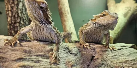 道格拉斯港野生動物棲息地