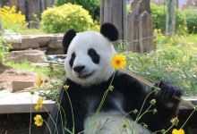 大连森林动物园景点图片