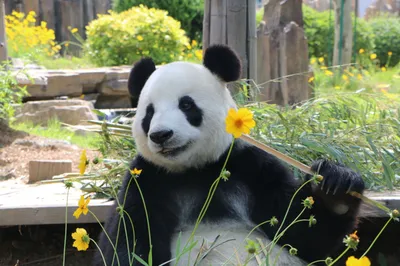 大连森林动物园
