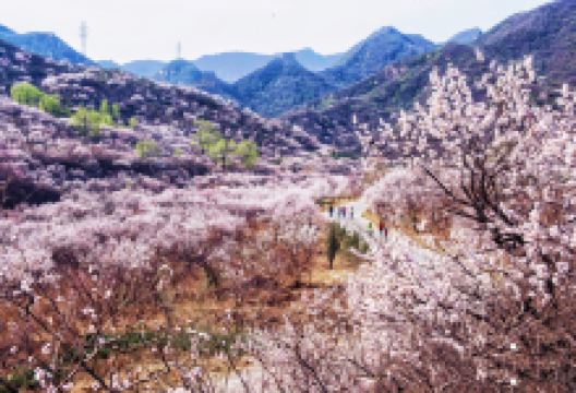 八达岭古长城(残长城)景点图片