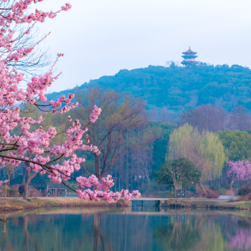 无锡+灵山大佛+惠山古镇景区+禅意小镇·拈花湾4日3晚私家团