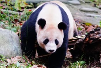 青城山/熊猫谷/熊猫乐园+都江堰+看蓝眼泪一日包车游【[30年老社自营线路]专注四川纯玩旅行，大品牌，正规操作】