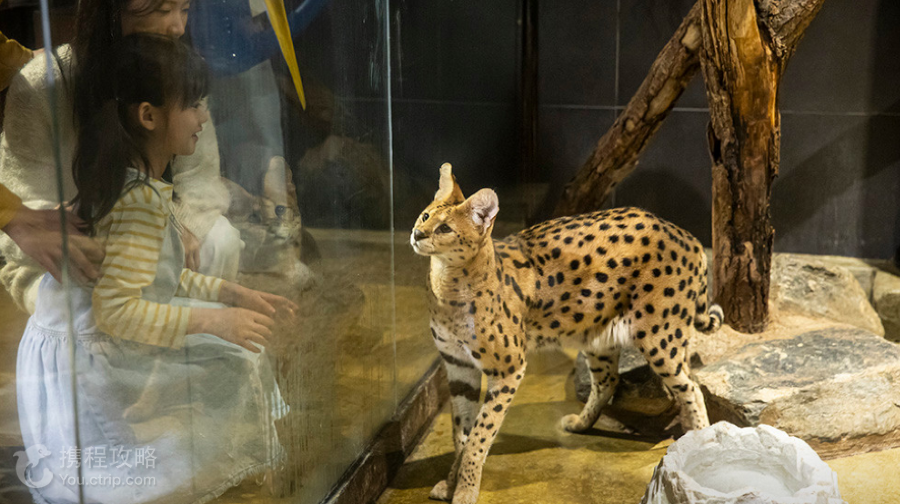 Zoolung Zoolung室內萌寵樂園(GYEONGJU分店)