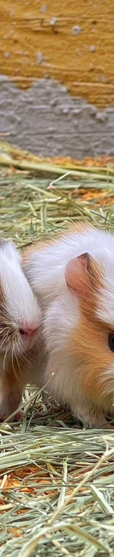 兰阳动植物王国-宜兰