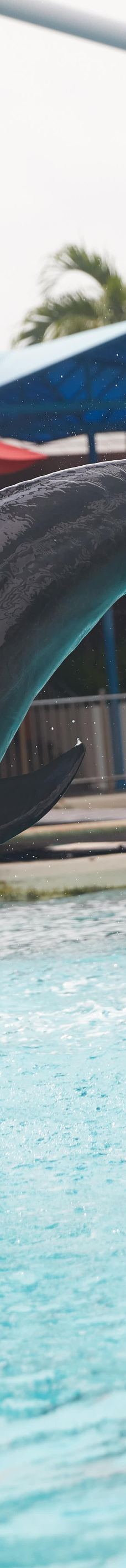 海哺栖息地-新加坡