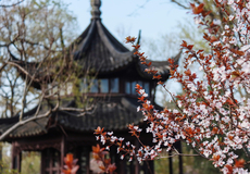 苏州拙政园+狮子林半日游【上午/下午/全天游 任意选 含耳麦 大咖讲师介绍园林特色】