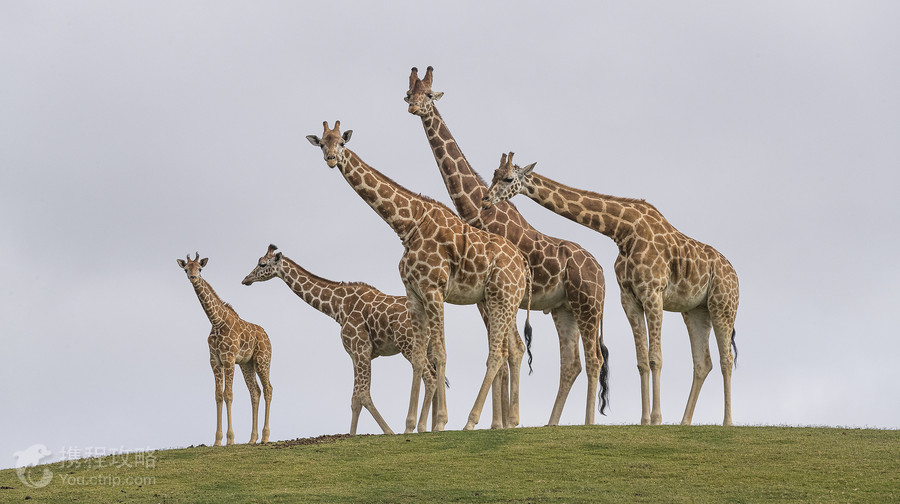 聖地亞哥野生動物園