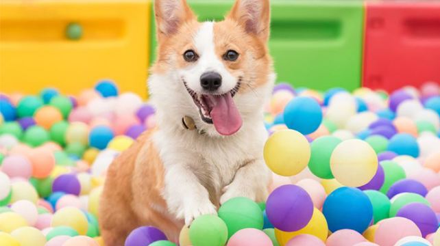 朗香宠物主题公园