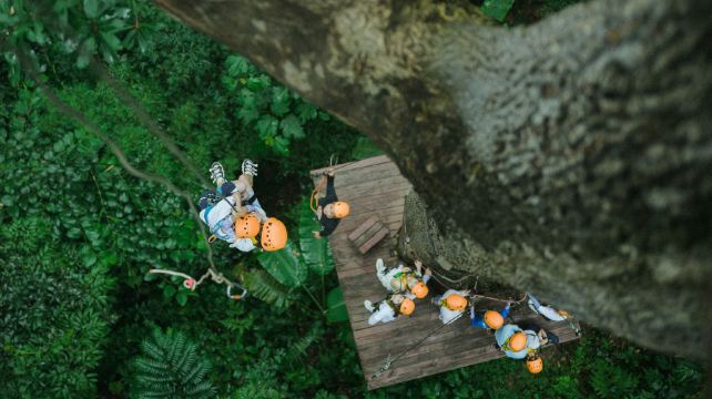 西双版纳象出没雨林营地