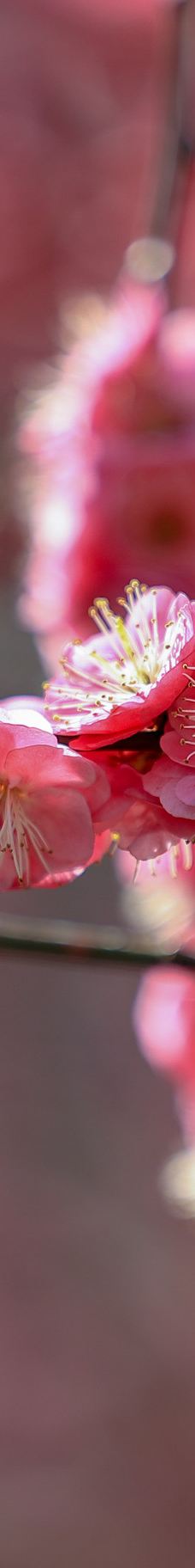 苏州中国花卉植物园-苏州