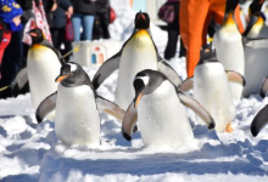 登别海洋公园尼克斯景点图片