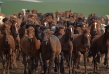 巴尔虎蒙古部落民俗旅游度假景区景点图片