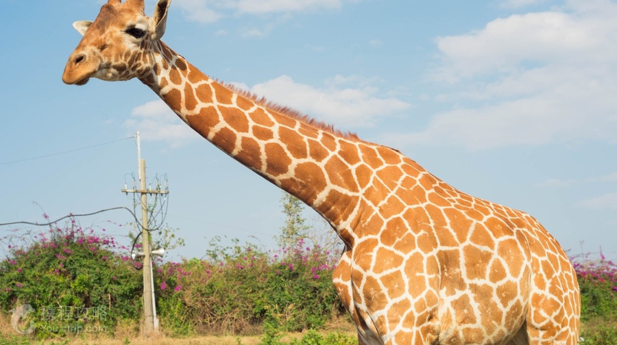 頑皮世界野生動物園