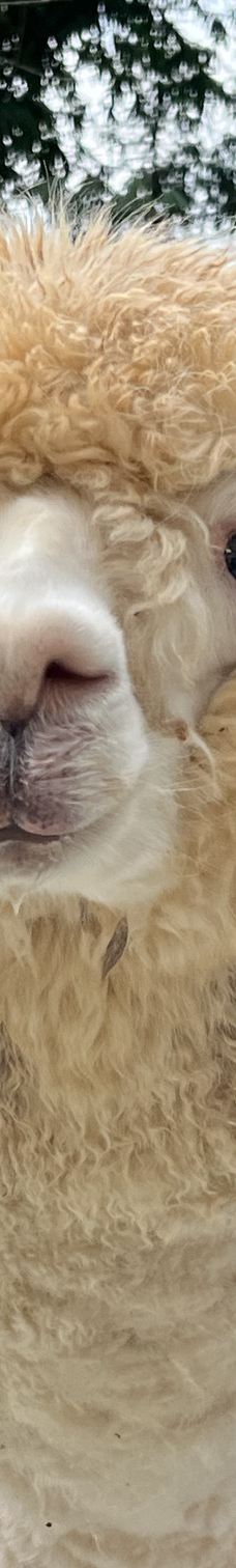 九龙瀑布群-罗平