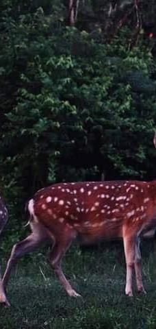 阿信巧克力农场-屏东