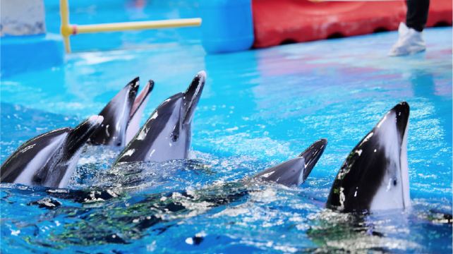 海豚之家&奇趣海洋科普馆