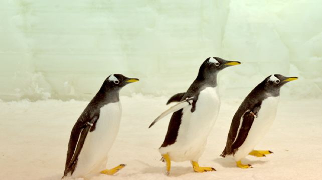 南通森迪冰雪海洋乐园