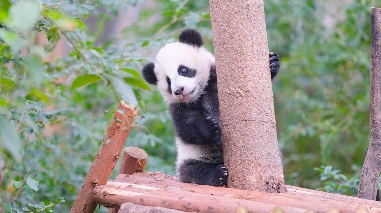 6-Day Group Tours: Chengdu, Jiuzhaigou National Park, Huanglong National Scenic Area, Chengdu Research Base of Giant Panda Breeding, Mounigou Scenic Area | Plus gifts including metro cards and travel care kits·  
