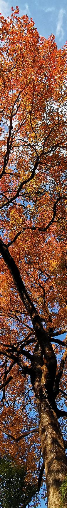 牛姆林生态旅游区-永春