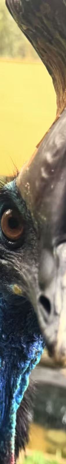 库兰达考拉花园-库兰达