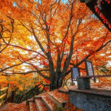 广元+光雾山旅游景区+米仓山国家森林公园+十八月潭景区5日4晚私家团