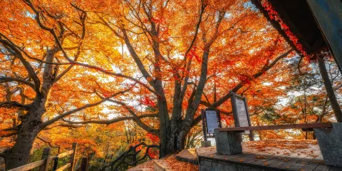 光霧山旅遊景區